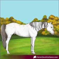 Horse Color:White Spotted Buckskin Dun Sabino 
