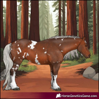 Horse Color:White Spotted Silver Brown 