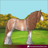 Horse Color:White Spotted Gold Champagne 