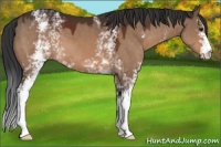 Horse Color:White Spotted Bay Dun 
