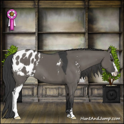 Horse Color:Grullo Sabino Appaloosa 