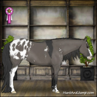 Horse Color:Grullo Sabino Appaloosa 