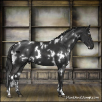 Horse Color:White Spotted Liver Chestnut Sabino 