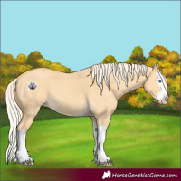 Horse Color:Palomino Dun Splash 