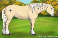Horse Color:Palomino Dun Splash 