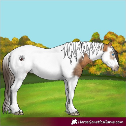 Horse Color:Buckskin Splash Tobiano Frame Rabicano