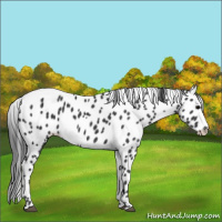 Horse Color:Black Appaloosa Rabicano 