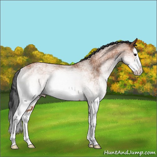 Horse Color:White Spotted Bay Sabino Splash Rabicano 