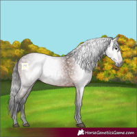 Horse Color:Gray Bay 