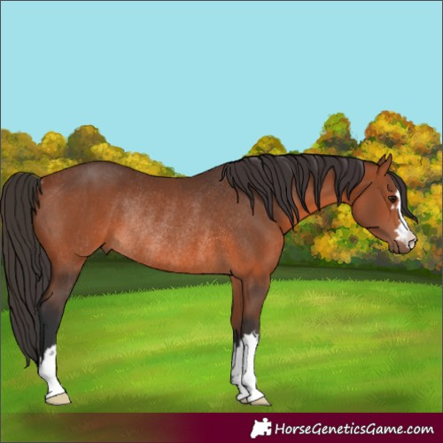 Horse Color:Bay Rabicano 