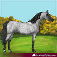 Horse Color:Blue Roan 