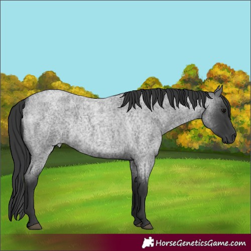 Horse Color:Blue Roan Rabicano 