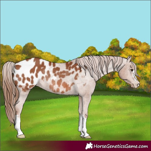 Horse Color:Chestnut Appaloosa Rabicano 