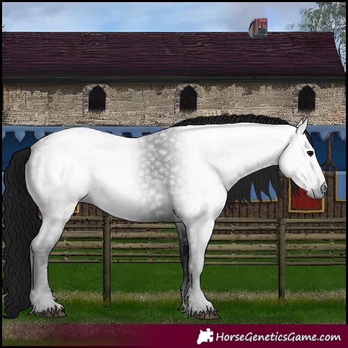 Horse Color:Gray Black 