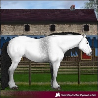 Horse Color:Gray Black 