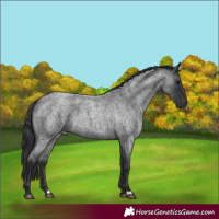Horse Color:Blue Roan 