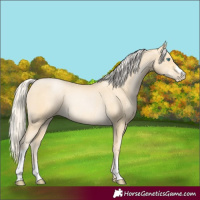 Horse Color:Palomino Pearl Rabicano 