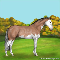 Horse Color:Bay Roan Splash Rabicano 