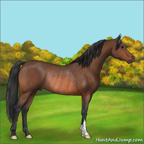 Horse Color:Bay Rabicano 