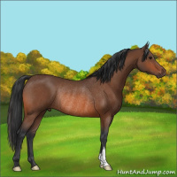 Horse Color:Bay Rabicano 