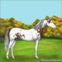 Horse Color:Bay Splash Tobiano Near Leopard 
