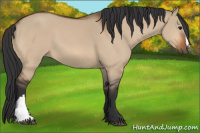 Horse Color:Bay Dun