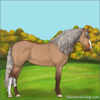 Horse Color:Silver Bay Dun 