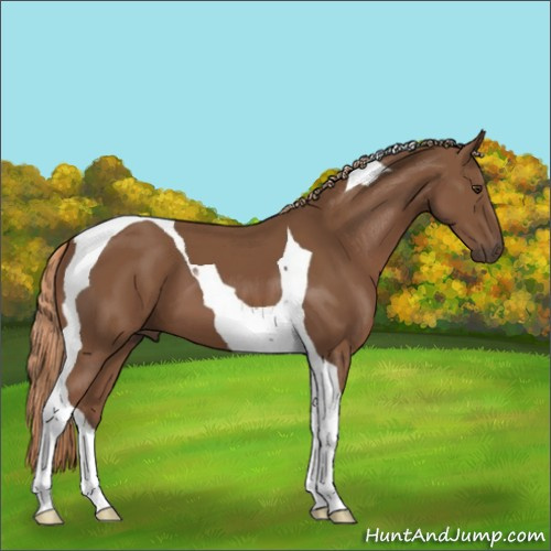 Horse Color:Chestnut Tobiano 