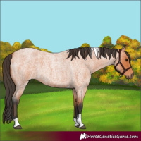 Horse Color:Bay Roan Tobiano