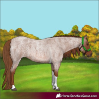 Horse Color:Red Roan Tobiano 