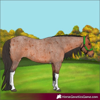 Horse Color:Bay Roan Tobiano