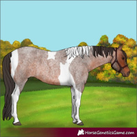 Horse Color:Bay Roan Tobiano