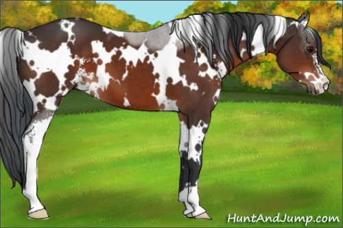 Horse Color:White Spotted Brown Sabino 