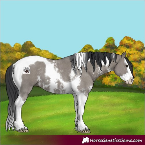 Horse Color:Grullo Sabino Splash Tobiano