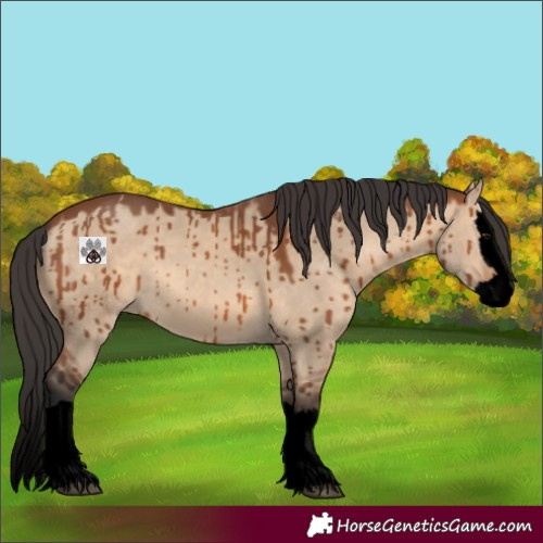 Horse Color:Void Bay Dun Sabino Splash Brindle 