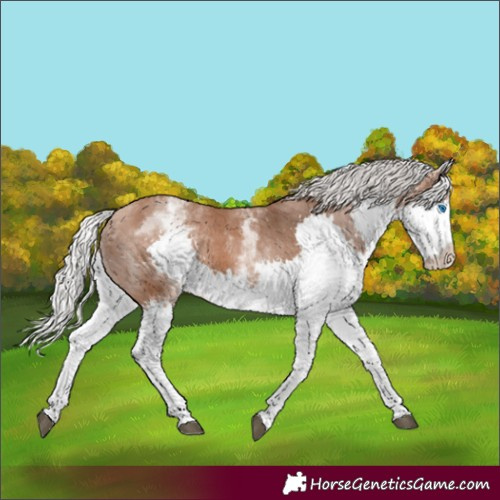 Horse Color:White Spotted Silver Bay Splash Tobiano