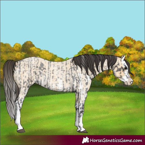 Horse Color:Smoky Blue Roan Sabino Splash  and Buckskin Roan Sabino Splash 