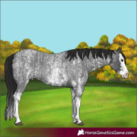 Horse Color:Blue Roan Sabino Splash and Gray Blue Roan Sabino Splash