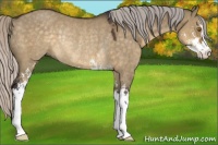 Horse Color:Silver Buckskin Dun Sabino Rabicano
