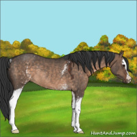 Horse Color:White Spotted Brown Dun Rabicano 