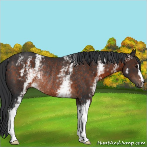 Horse Color:White Spotted Brown Rabicano 