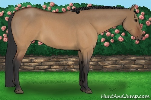 Horse Color:Brown Roan Dun