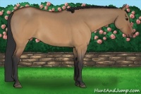 Horse Color:Brown Roan Dun 