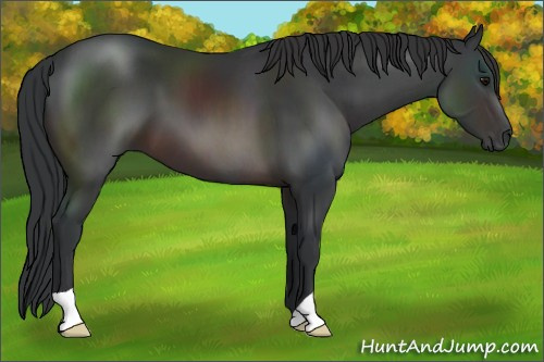 Horse Color:Brown 