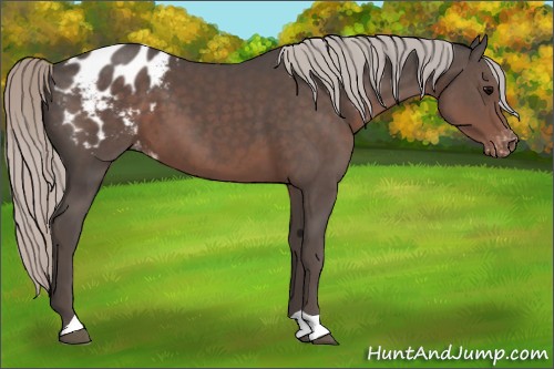 Horse Color:Silver Black Appaloosa