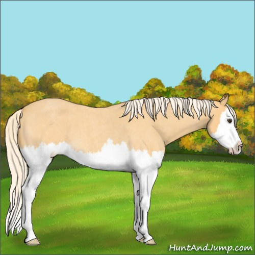 Horse Color:Palomino Roan Splash