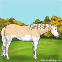 Horse Color:Palomino Roan Splash 