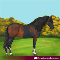 Horse Color:Black  and Brown 