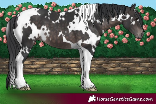 Horse Color:Platinum White Spotted Brown Tobiano