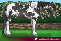 Horse Color:Platinum White Spotted Brown Tobiano 